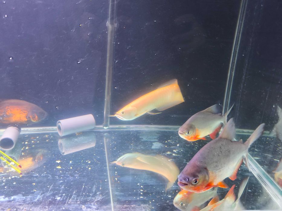 Arowana Albina 33cm