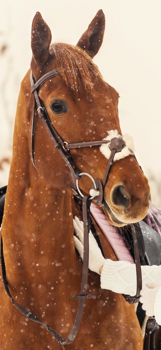 Ogłowie meksykanskie Equipe Emporio full brązowe