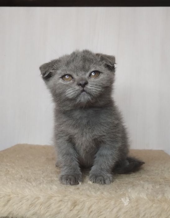 Чистокровна шотландська принцеса з ВАКЦИНАЦІЄЮ