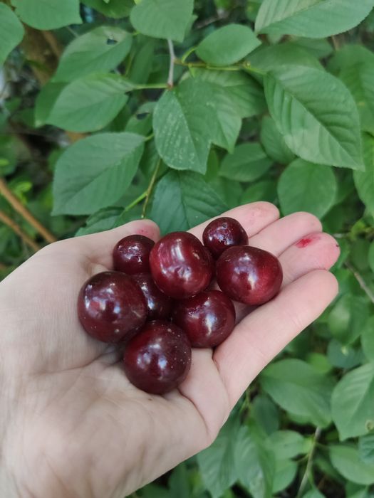 Drzewka owocowe wiśni sokówki