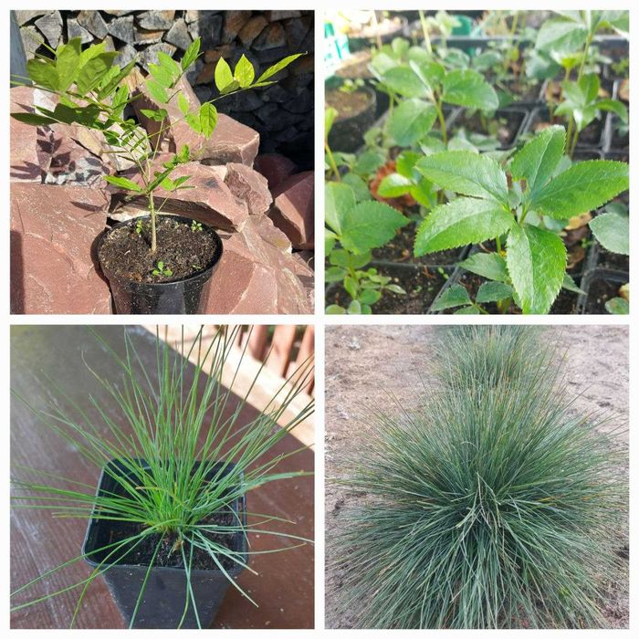 Декоративні рослини і квіти