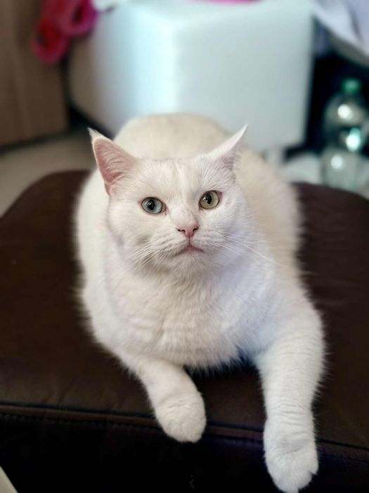 Oddam kota wykastrowanego