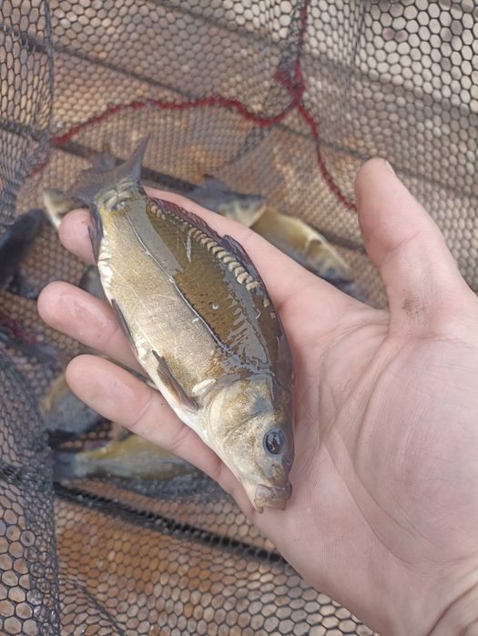 Narybek.Kroczek Lin Amur Karp Jesiotr i nie tylko