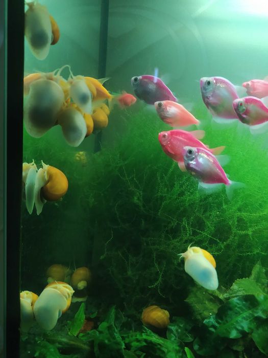 маленькие - по 10, большие - по 20