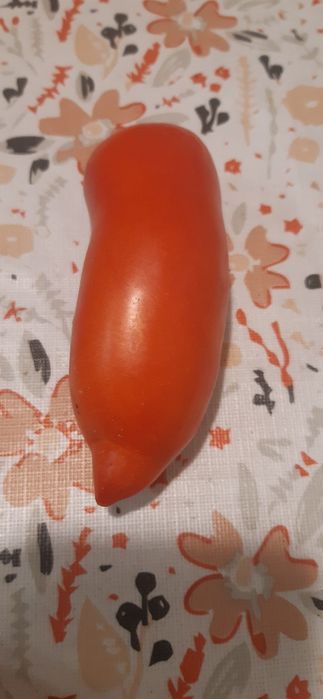 Nasiona pomidorów-zestaw