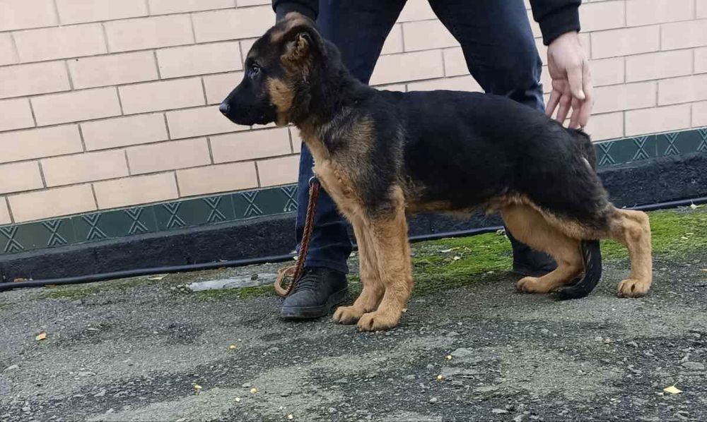 Продається хлопчик нмецткої вівчарки