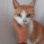 Um amor de gatinha