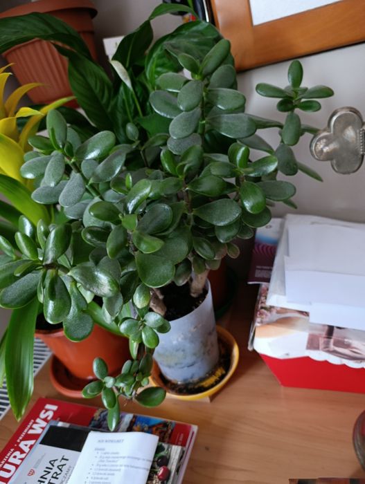 drzewko szczęścia grubosz pilnie sprzedam