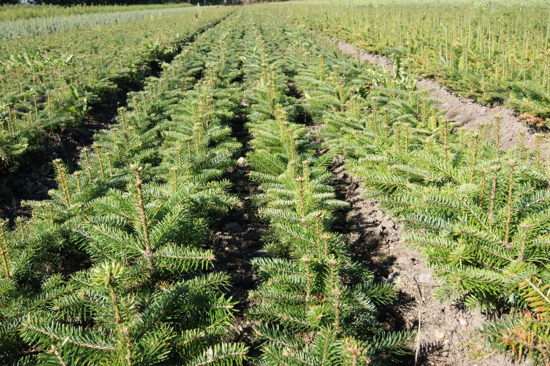 Jodła kaukaska Abies nordmanniana 3-letnie sadzonki