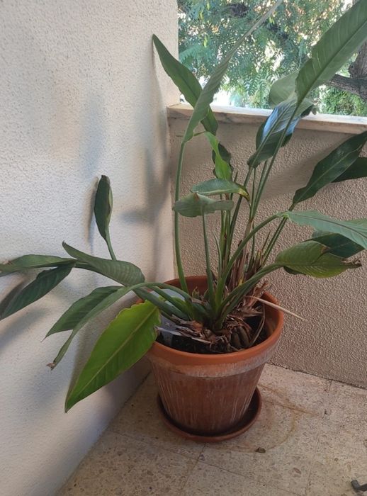 Planta Estrelicia, Vaso grande de Barro