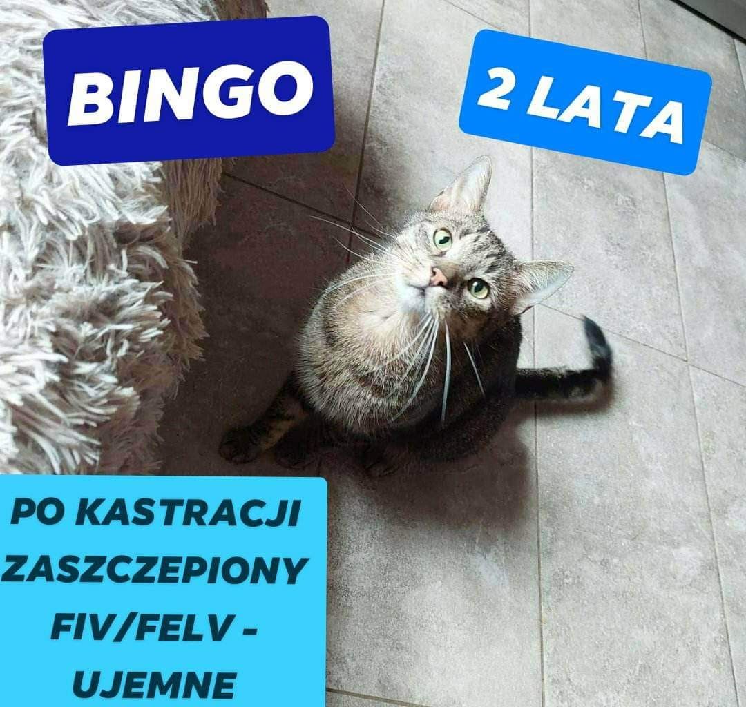 Bingo do adopcji