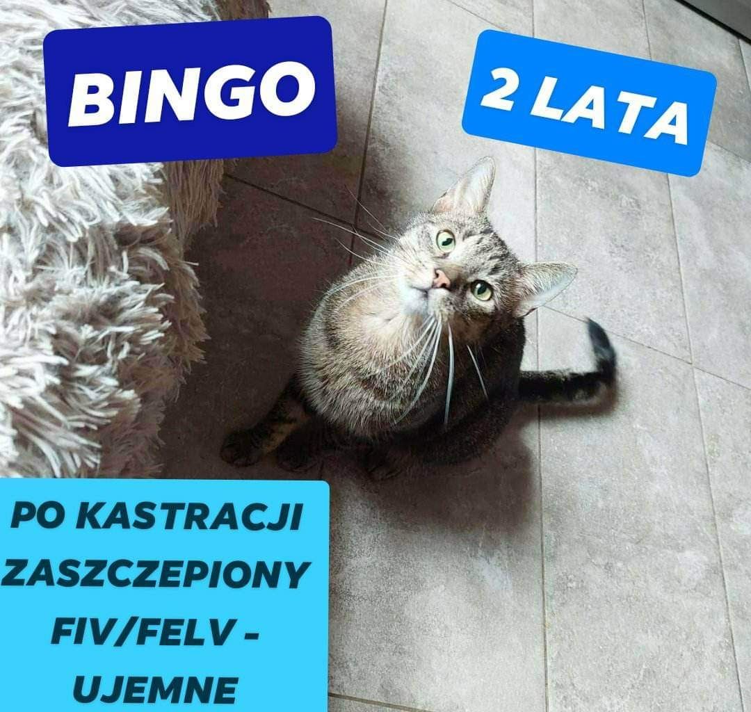 Bingo do adopcji