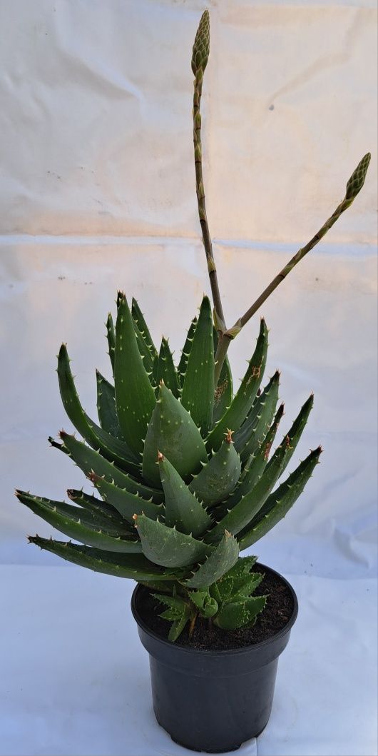 Aloes Mitriformis kwitnący