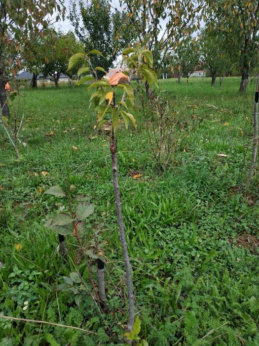 Сакура звичайна…..