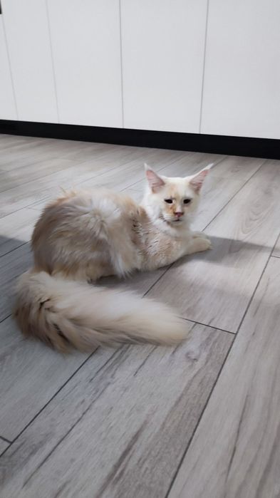 Малишня Мейн Кун