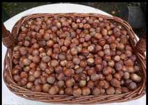 Orzechy laskowe 10 kg
