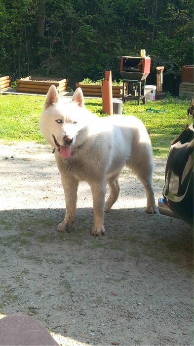 Sprzedam Husky syberian cena