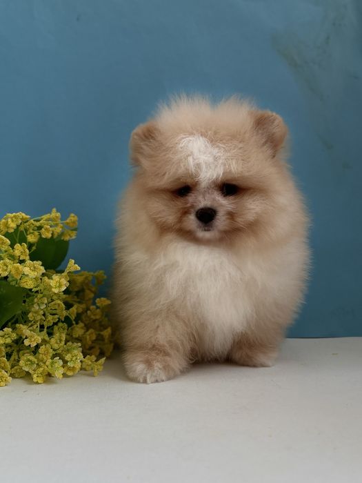 Vip Ведмедик шоу класс