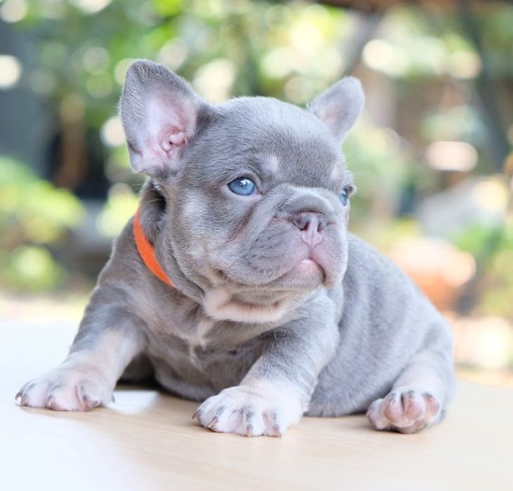 Чудова красуня.  ! Якість