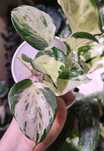 Epipremnum Happy Leaf sadzonki ukorzenione w perlicie