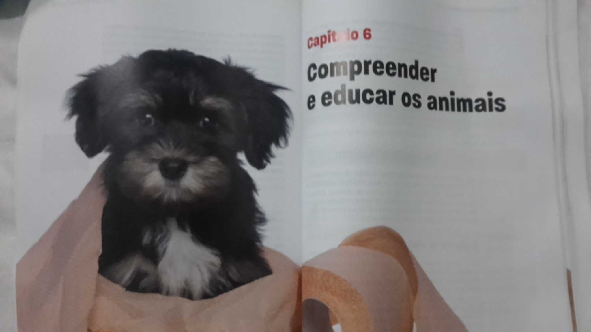 CAES GATOS E OUTRAS Companhias. Conselhos 192 Pag. 6 Fotos