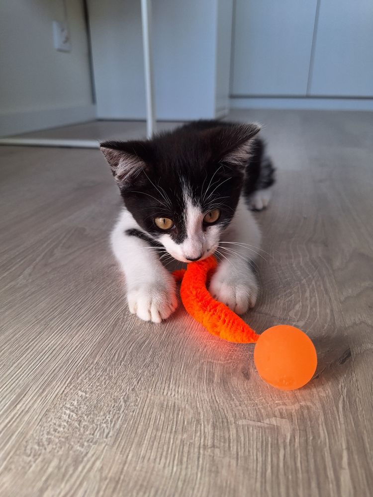 Thor gato 2,5meses para adopcao