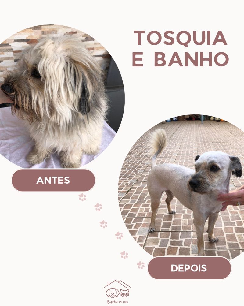 Tosquias, Pet Sitting, Passeios e muito mais!