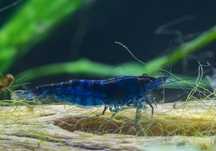 Neocaridina, blue Dream