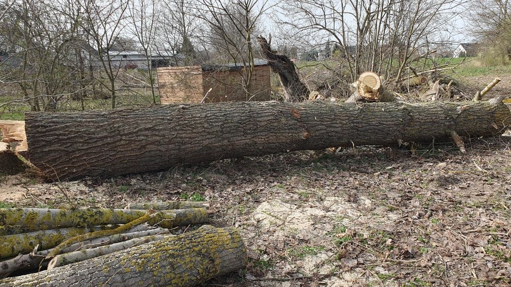 Topola kłody różne średnice i długości