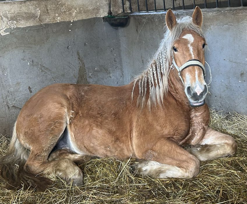 Sprzedam kasztanowatą klacz