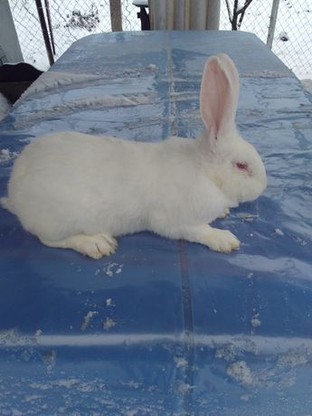 Кролик термондська біла