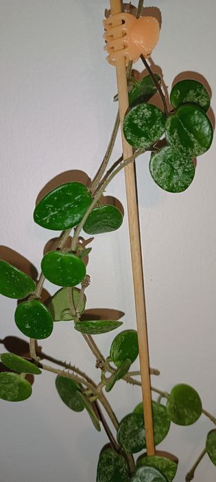 Mathilde Splash hoja hoya