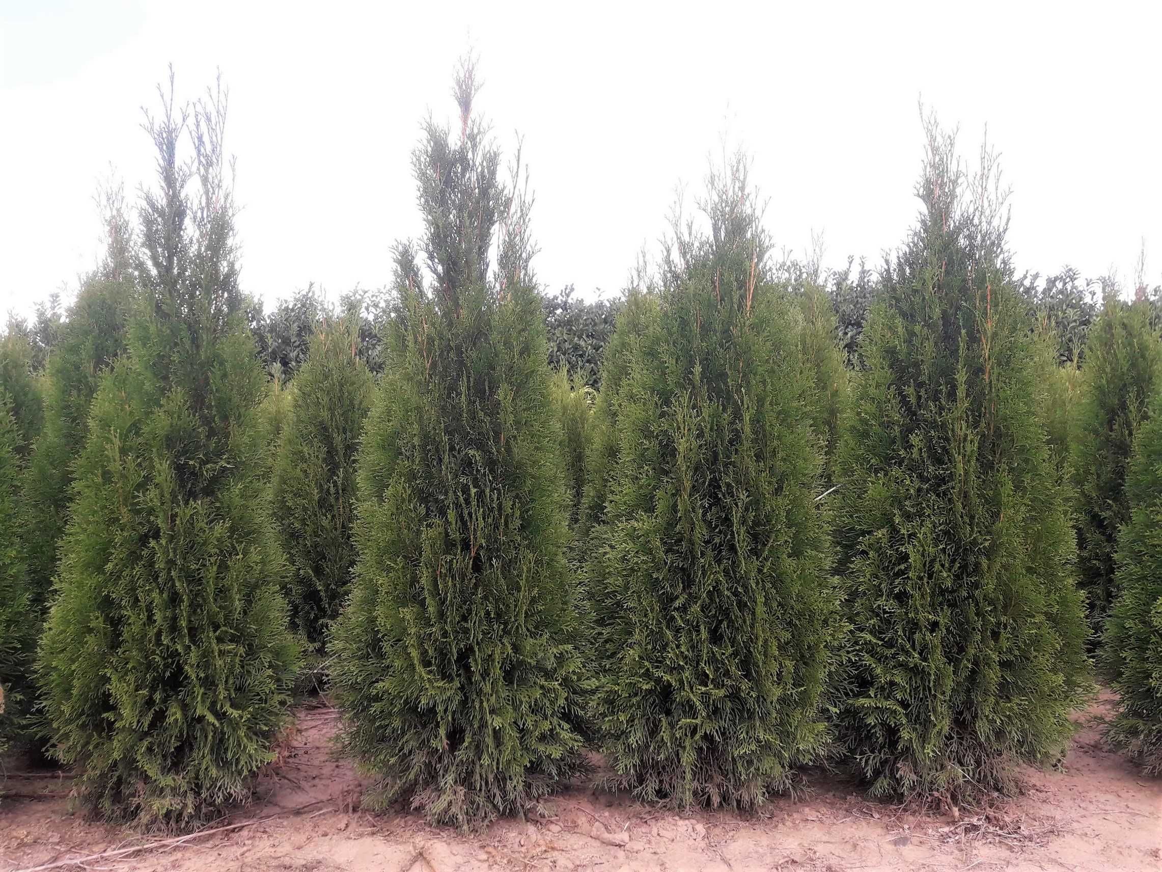 Tuja Szmaragd 200,220,240,250cm! Thuja Smaragd! Sadzimy tuje! Dostawa!