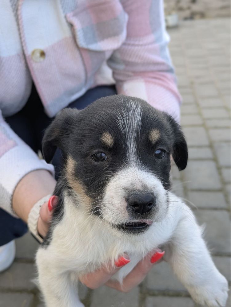 Песики дівчатка дворняжки