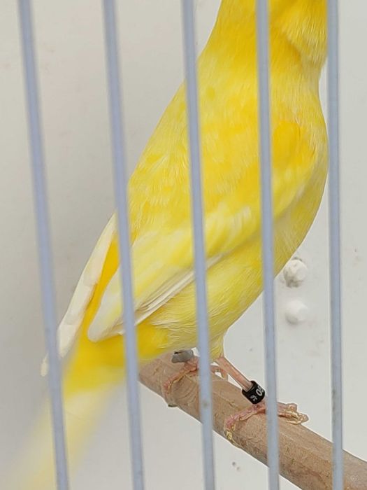 Kanarki kanarek żółty 2025