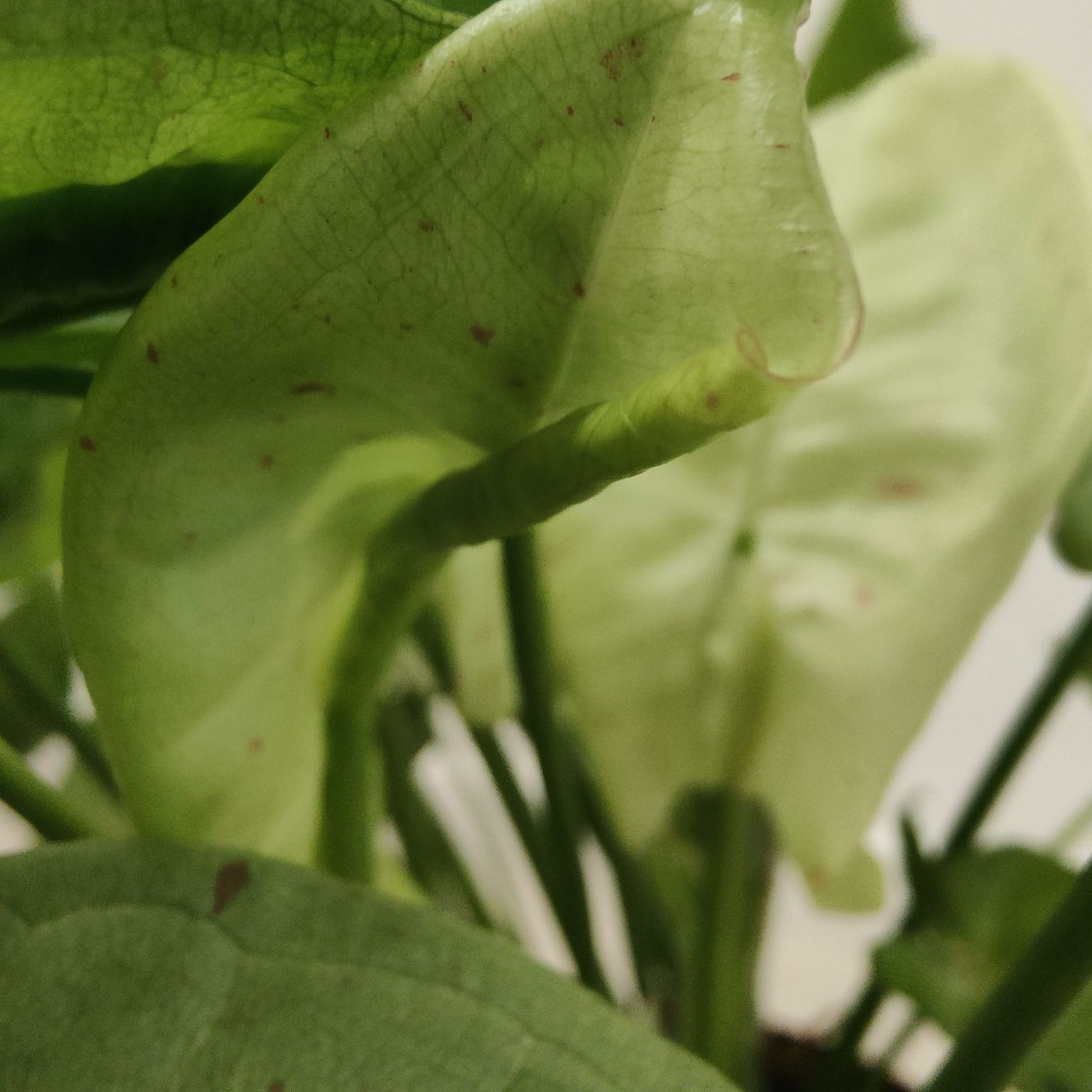 Syngonium milk confetti // planta interior