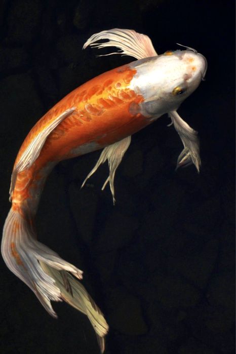 Карп Вуалевый Баттерфляй Бабочка кои Японский