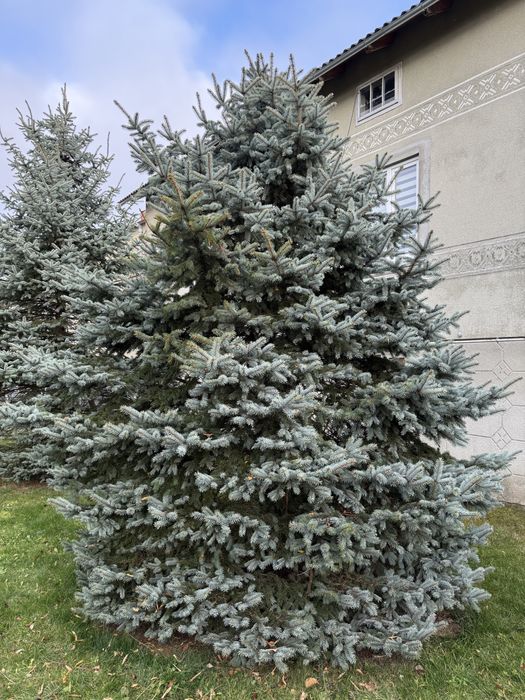 Продам живі ялинки(срібні сибірські)