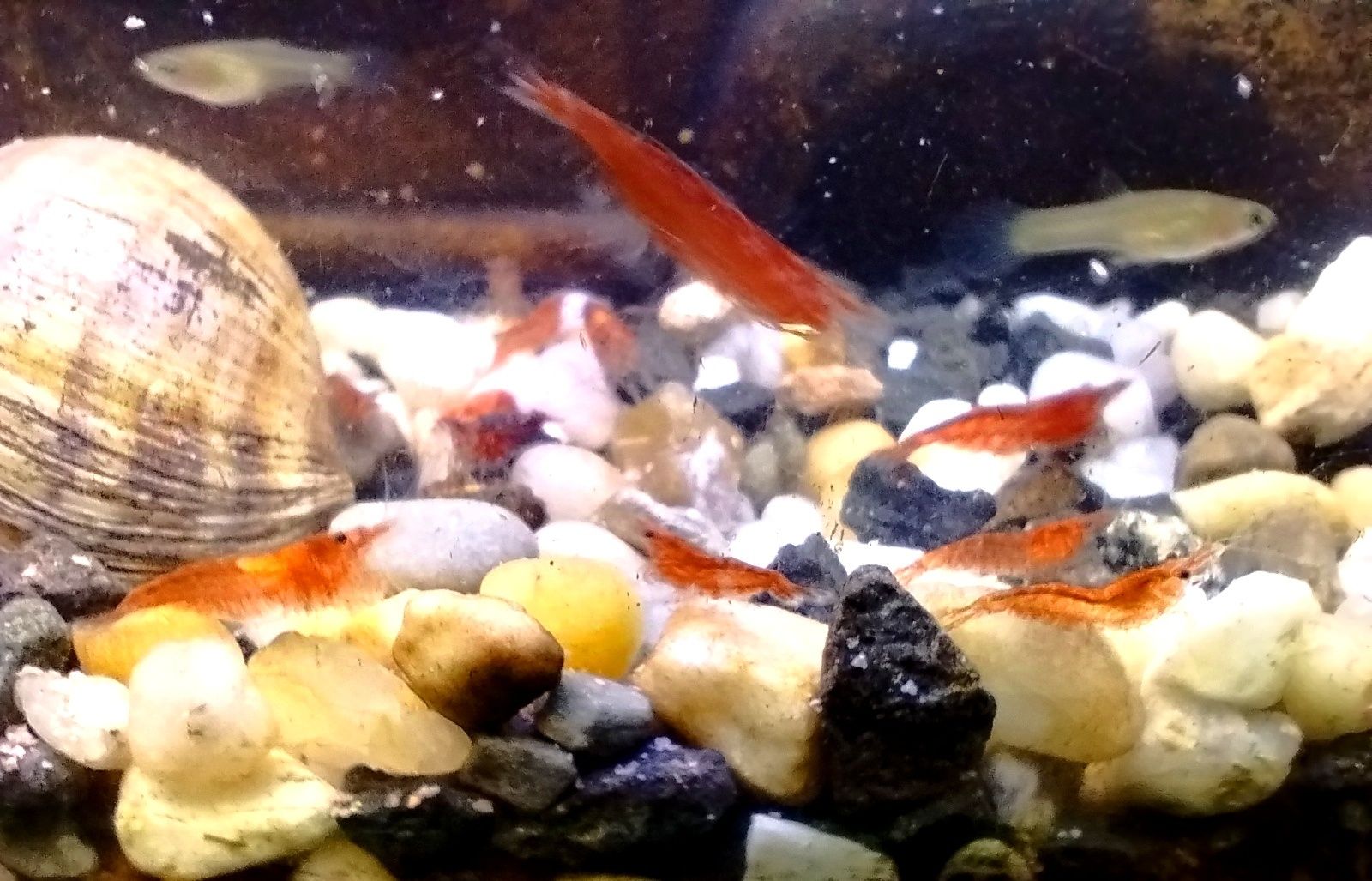 Krewetki Red Czerwona wybarwione