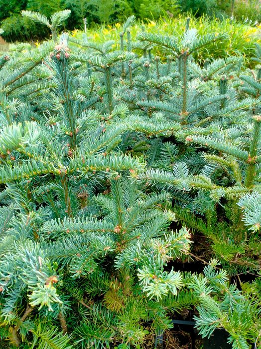 Jodła nobilis WYSYŁKA szlachetna