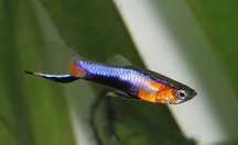 Gupik endlera blue star