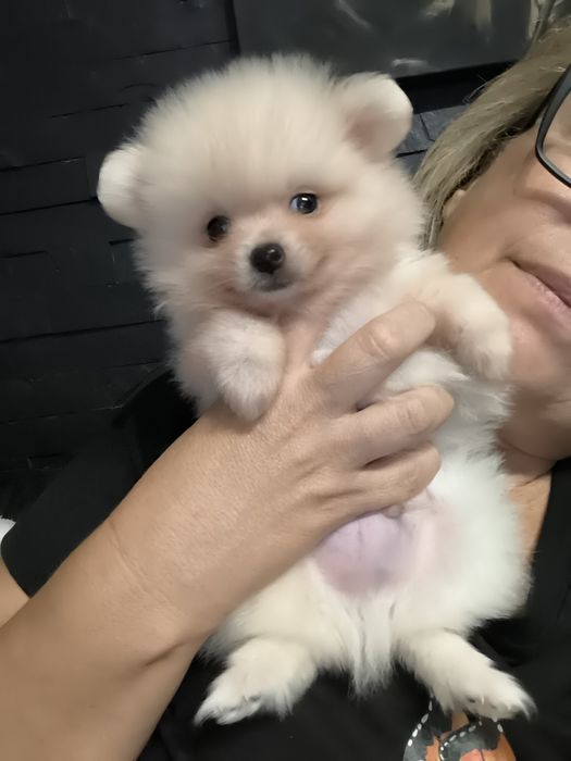 Spitz Anão.Lulu da Pomerânia. Menino prono para entrega. Ursinho