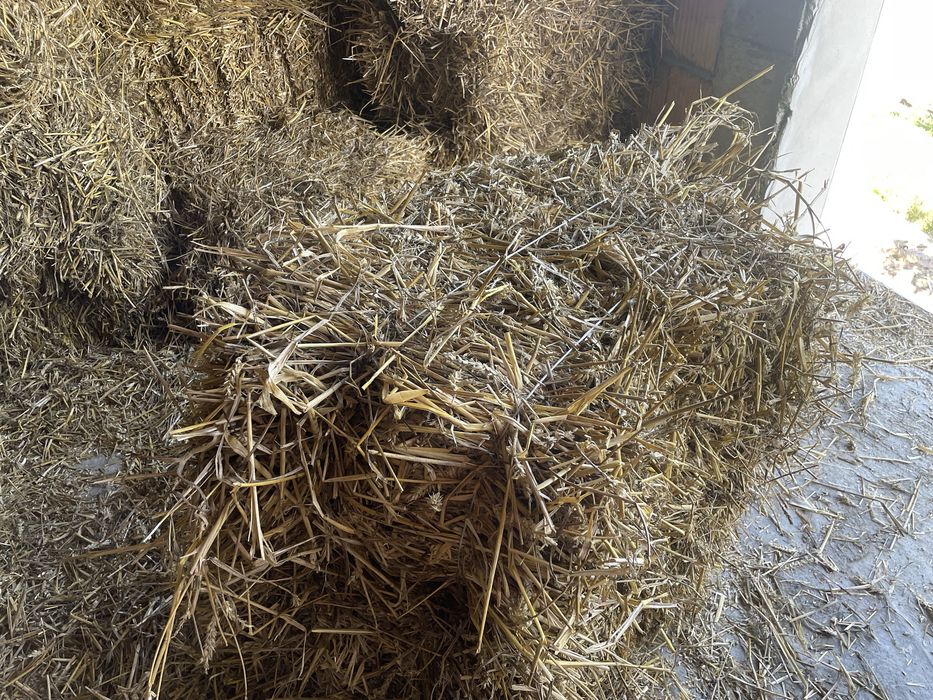 Słoma  , siano w kostkach