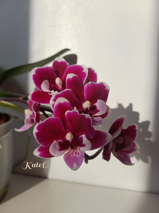 Домашні фаленопсиси