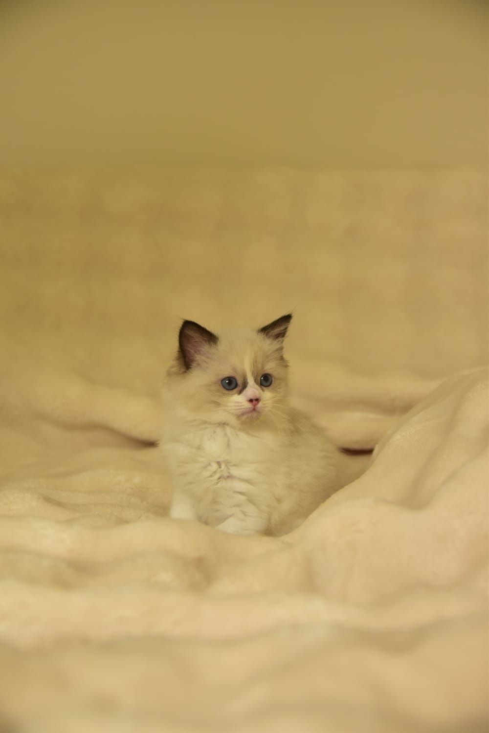 Ragdoll dziewczynka