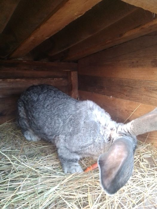 Бельгийский великан самец,рабочий