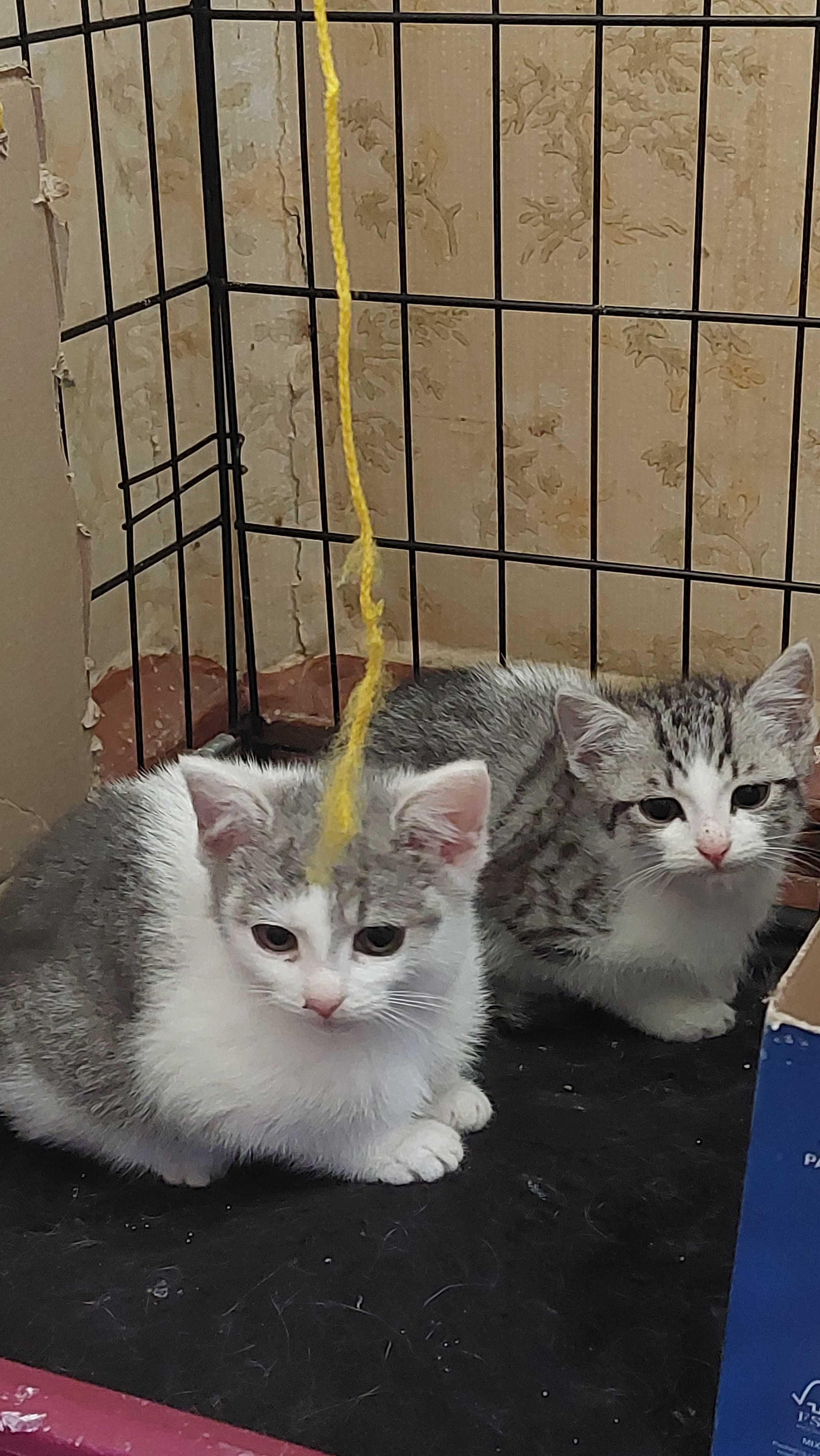Sreberka do adopcji!