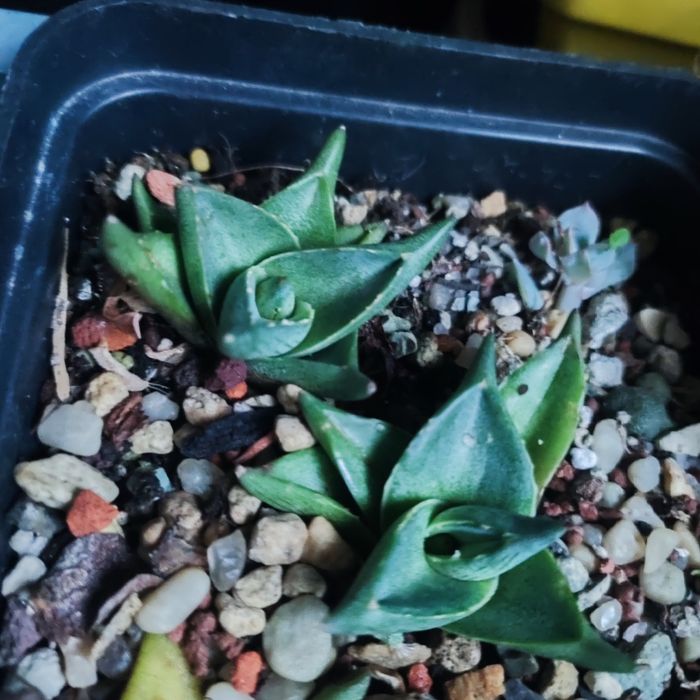 Агава Agave продаж