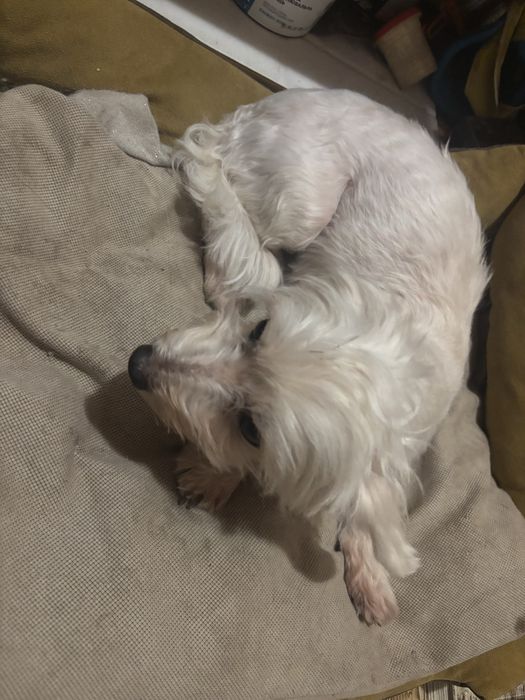 Отдам сабаку бесплатно, породы мальтипу