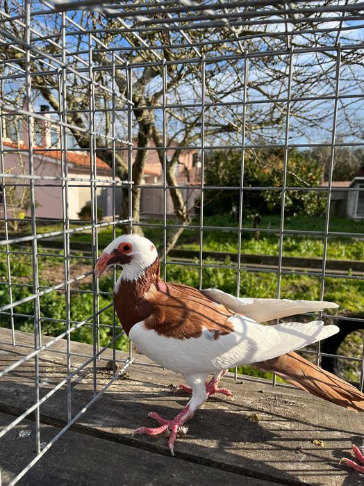 VENDO pombos de pura raça